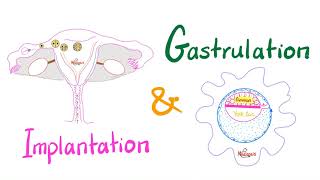 Implantation amp Gastrulation  Embryology series [upl. by Martz255]