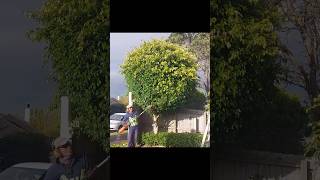 Quick Overgrown Tree Trim 🌳 [upl. by Parrisch326]