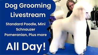 LIVE NOW Dog Grooming Maltipoo Biewer Shih Tzu Schnauzer Pomeranian Cockapoo Standard Poodle [upl. by Spalla440]