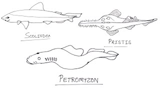 How to draw Shark  How to Draw Pristis Sawfishes Petromyzon Scoliodon Diagram  Biology Diagram [upl. by Nolak]