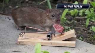 Ratte gegen Rattenfalle [upl. by Richelle]