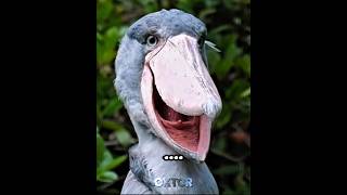 Terrifying bird sounds 💀 blowup foryou funny birds [upl. by Pestana]