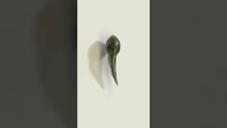 Frog metamorphosis  Tadpole larva to frog  Life cycle of frog [upl. by Aidaas]