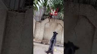 Gaand Fate to Fate but Nawabi na Ghate quotKaluquot dog viral dekho youtubeshorts subscribe fight [upl. by Maleeny]