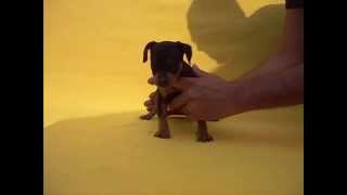 Pinscher Macho 2 Doberman miniatura en venta Golondrinos 015584885050 [upl. by Lladnew141]