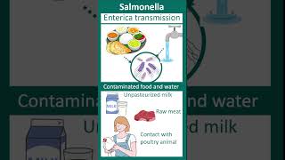 Salmonella enterica  Salmonellosis  enteric fever  microbio in 1 minute [upl. by Ymirej]