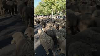 Transhumance dans les rues d’Arles [upl. by Ledba]