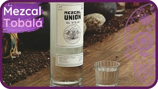 MEZCAL TOBALA Uno de los Mejores Tipos de Agave para Mezcal 🎋 [upl. by Hatti426]