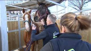 Nouvelle école d’équitation à Aurillac [upl. by Karen]