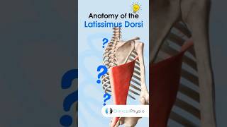 Latissimus Dorsi Anatomy physicaltherapy physiotheraphy anatomy [upl. by Drugi963]