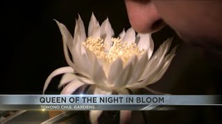 Queen of the Night flower in bloom at Tohono Chul for one night only [upl. by Harobed]