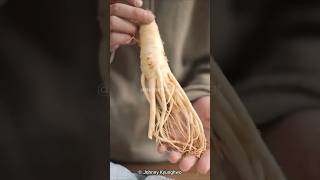 This Root Sells For 17k • Ginseng Plant [upl. by Baily985]