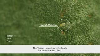 Versys® Insecticide – Nymph Whitefly Time Lapse [upl. by Ereveneug]