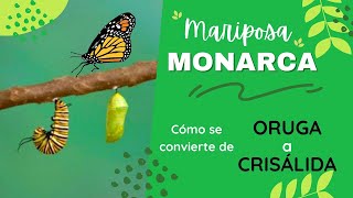 MARIPOSA MONARCA 🦋 Cómo se transforma una ORUGA a CRISÁLIDA [upl. by Htabazile660]