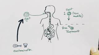 Entamoeba histolytica life cycle  English   Amoebic dysentry  parasitic protozoan [upl. by Aleacem]