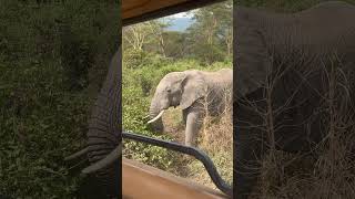 Beautiful Tanzania Ngorongoro Crater animals wildlife nature [upl. by Nyl340]