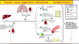 Sistema ReninaAngiotensinaAldosterona y antihipertensivos [upl. by Maiga310]