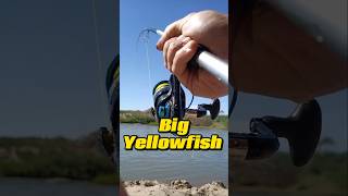 Another beautiful Yellowfish caught in Southern Africa Like nad subscribe for more content [upl. by Baniez455]