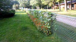 Morning glory flowers Minnesota [upl. by Nylrem]