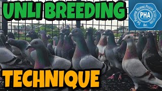 UNLI BREEDING TECHNIQUE  RACING PIGEON  XMAKINA OFFICIAL [upl. by Meadow]