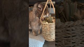 Buddy enjoying his favorite snack 🐰cute bunny [upl. by Tsyhtema]