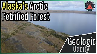 Alaskas Arctic Petrified Forest A Geologic Oddity [upl. by Anikram]