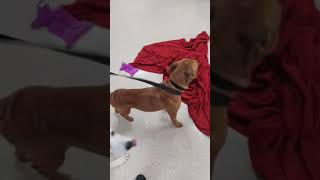 Video of adoptable pet named Rex [upl. by Leeanne]