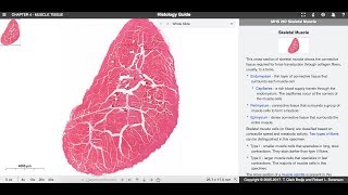 Histologia  Tecido muscular [upl. by Hakeber]