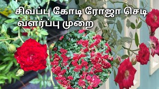 Red Kodi Rose plant  Red Cascade Rose plant in Tamil [upl. by Alyakim]