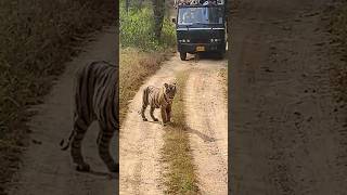 Ranthambore Safari in Zone 2 ytshorts shorts shortsfeed [upl. by Alletneuq]