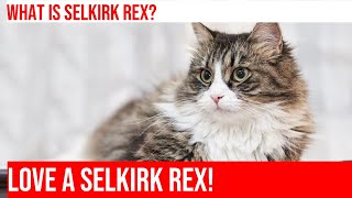 Meet the Selkirk Rex Cat The Fluffy Feline Phenomenon [upl. by Acina1]