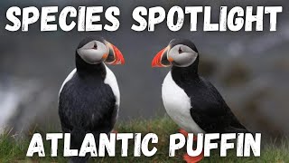 Species Spotlight  Atlantic Puffin Fratercula arctica [upl. by Davine939]