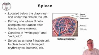 4 Introduction to Human Lymphoid Organs [upl. by Us]