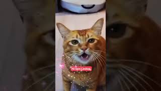 un gato chino cantando  gato baozi gato [upl. by Herb]