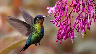 Bird who fly backward forward hover and feed chicks while flying  Amazing Hummingbird birds [upl. by Alleahcim]