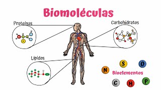 Biomoléculas Carbohidratos Lípidos y Proteínas [upl. by Ayikal184]