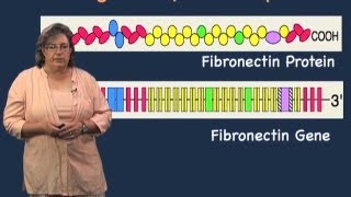 Role of introns  Melissa Moore U MassHHMI [upl. by Yrffoeg]