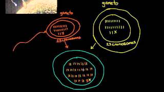 Terminología de la fecundación gametos cigotos haploide diploide  Khan Academy en Español [upl. by Eceer]