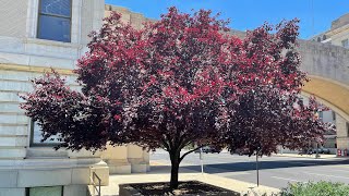 Cherry Plum Tree  Prunus Cerasifera  Washington DC [upl. by Zubkoff636]