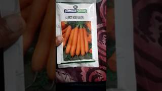 pahuja seeds carrot BOSS NONTES veriety shorts carrot [upl. by Keithley]