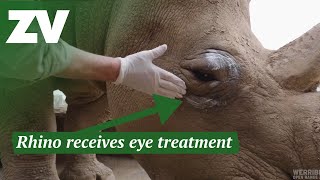 Rhino receives eye allergy treatment [upl. by Eadrahc]