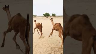 camel babes jumping running shortvideos [upl. by Ger]