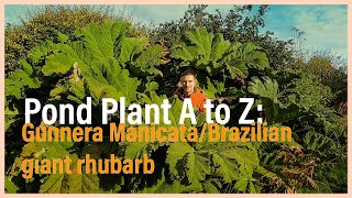 Pond plant A to Z Gunnera Manicata [upl. by Viking]