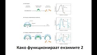 Како функционираат ензимите 2  Биохемија [upl. by Dorey]