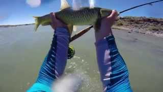 Flyfishing Yellowfish in the Orange river GoPro video [upl. by Durer]