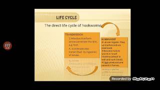 Medical Parasitology lecture 5 Part2 Nematoda [upl. by Ronoc]