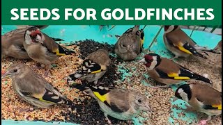 TESTING Different SEEDS for GOLDFINCHES in SUMMER 🌻 [upl. by Jakob693]