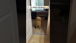 Happy 6th birthday Nala 🫶🥳 [upl. by Rudich]