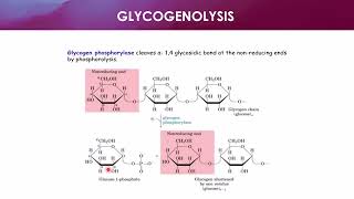 Acid Hydrolysis of Glycogen [upl. by Ecenaj]