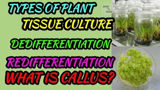 TYPES OF PLANT TISSUE CULTURE  DEDIFFERENTIATION  REDIFFERENTIATION  WHAT IS CALLUS [upl. by Ellekcir857]